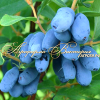 Жимолость ГИАНТC ХЕАРТ ("Giant's Heart" - "Сердце Гиганта", Канада) (КРУПНОМЕР! ОГРОМНЫЙ КУСТ, УРОЖАЙ В ГОД ПОСАДКИ) Жимолость ГИАНТC ХЕАРТ ("Giant's Heart" - "Сердце Гиганта", Канада) (КРУПНОМЕР! ОГРОМНЫЙ КУСТ, УРОЖАЙ В ГОД ПОСАДКИ)